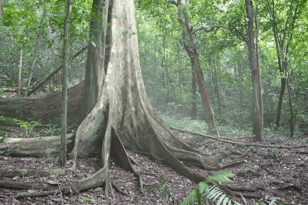 ​The ancient crocodile tree stands out with its giant root system stretching across the forest floor